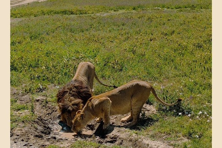 4 Day Tanzania Big Five Wildlife Safari Adventure
