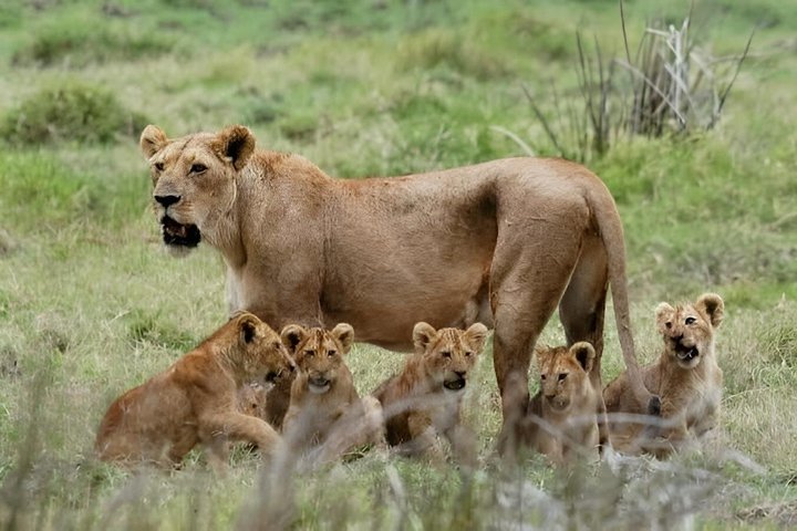 4 Day Tanzania Big Five Wildlife Safari Adventure