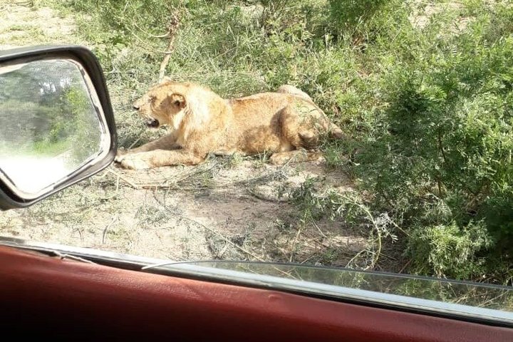 4 Day Tanzania Big Five Wildlife Safari Adventure