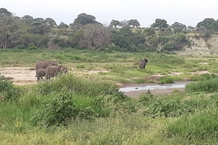 4 Day Tanzania Big Five Wildlife Safari Adventure