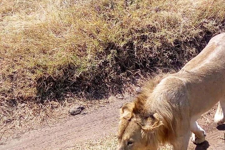 4 Day Tanzania Big Five Wildlife Safari Adventure