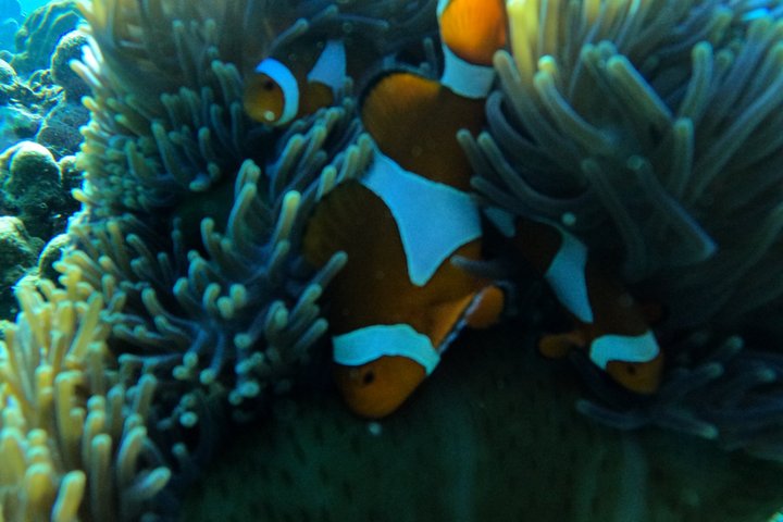 Private Gili Snorkelling Tour: Turtles & Reefs + GoPro + Drinks