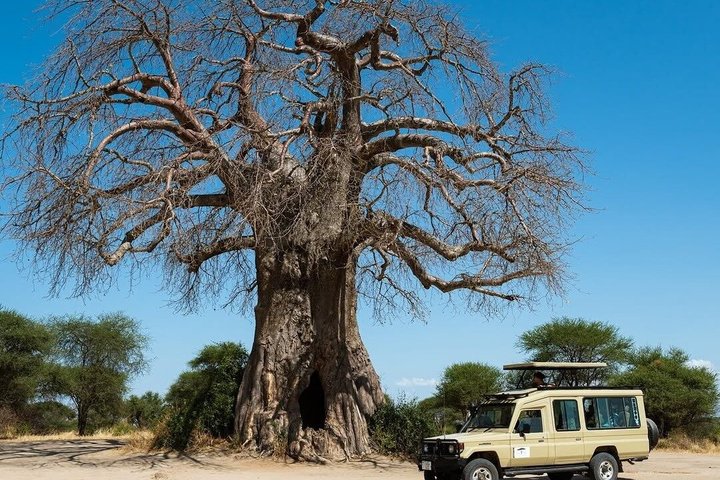 Tanzania Wildlife Safari 3 Day Tour Tarangire and Ngorongoro