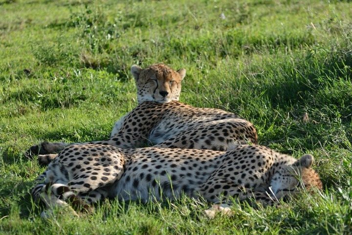 Tanzania Wildlife Safari 3 Day Tour Tarangire and Ngorongoro