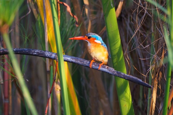 Guided Mokoro Tours in the Maun Educational Park