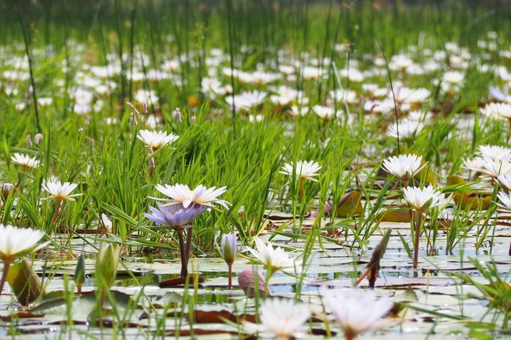 Guided Mokoro Tours in the Maun Educational Park