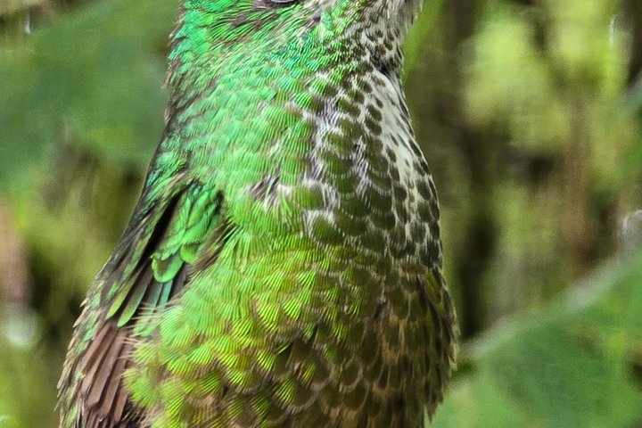 Full-Day Mindo Cloud Forest Tour Birdwatching Waterfalls and Hike