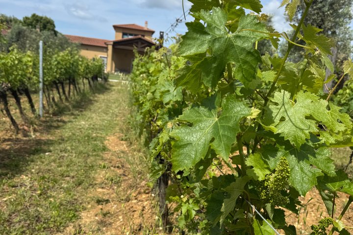 Private wine tour on the magical hills of Lucca with sommelier