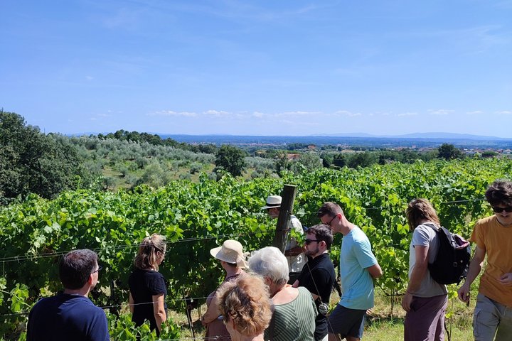 Private wine tour on the magical hills of Lucca with sommelier