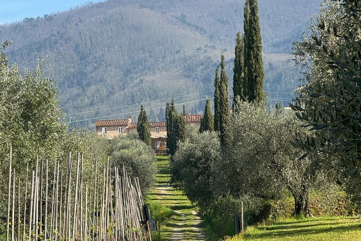 Private wine tour on the magical hills of Lucca with sommelier
