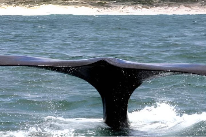 Whale Watching Adventure in Gansbaai