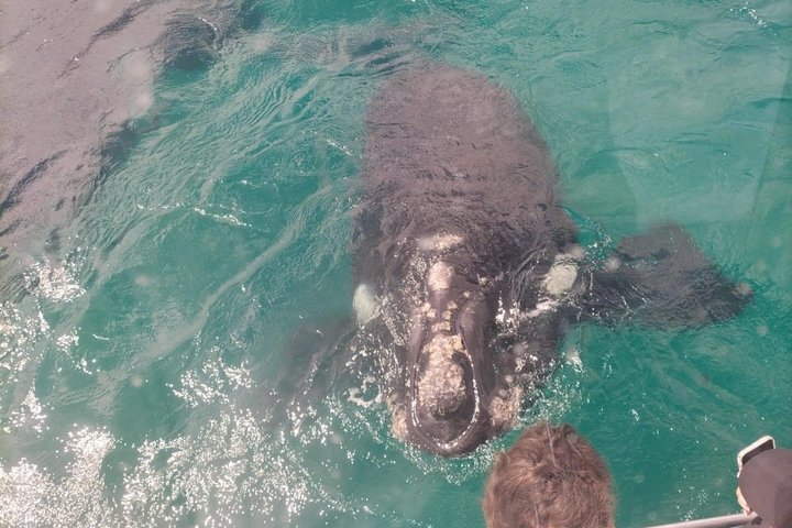 Whale Watching Adventure in Gansbaai