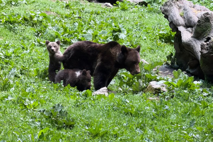 Bear Watching In Brasov: Observe Wild Bears From A Hideout (100%)
