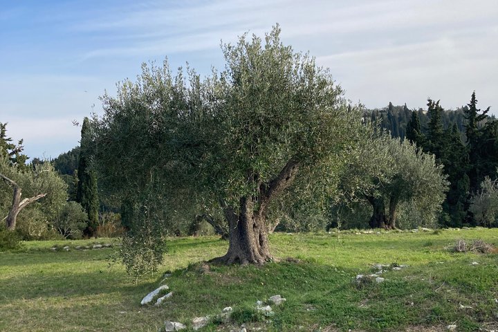 Olive Oil Tasting Under the Trees Paxos Island Greece
