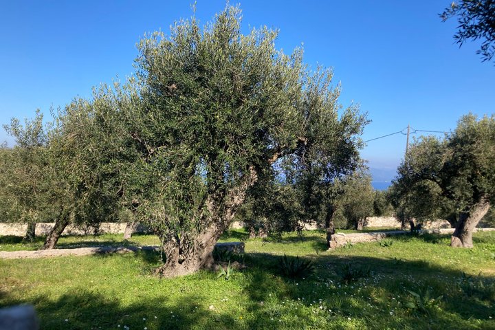 Olive Oil Tasting Under the Trees Paxos Island Greece