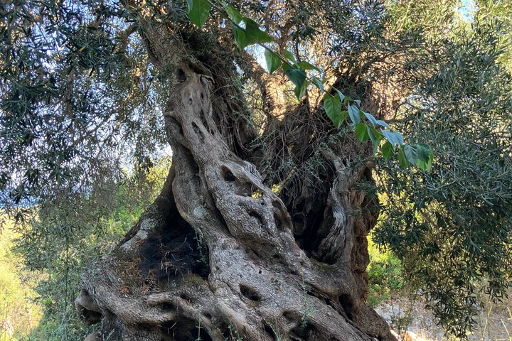 Olive Oil Tasting Under the Trees Paxos Island Greece