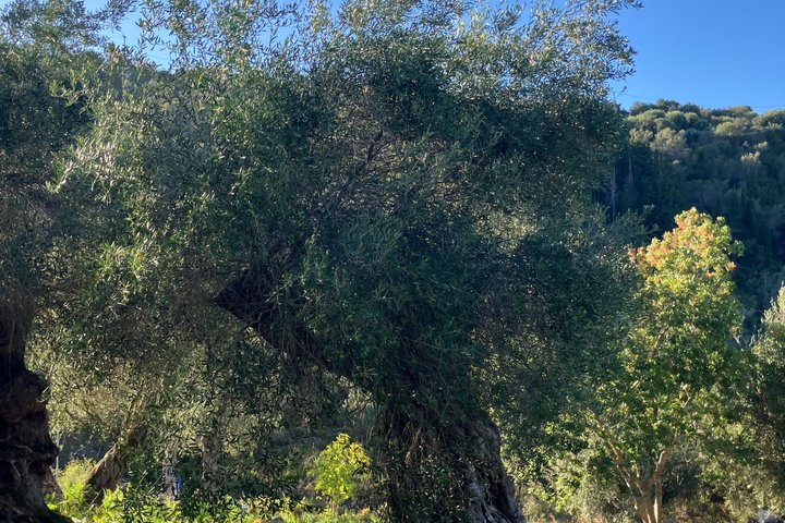 Olive Oil Tasting Under the Trees Paxos Island Greece