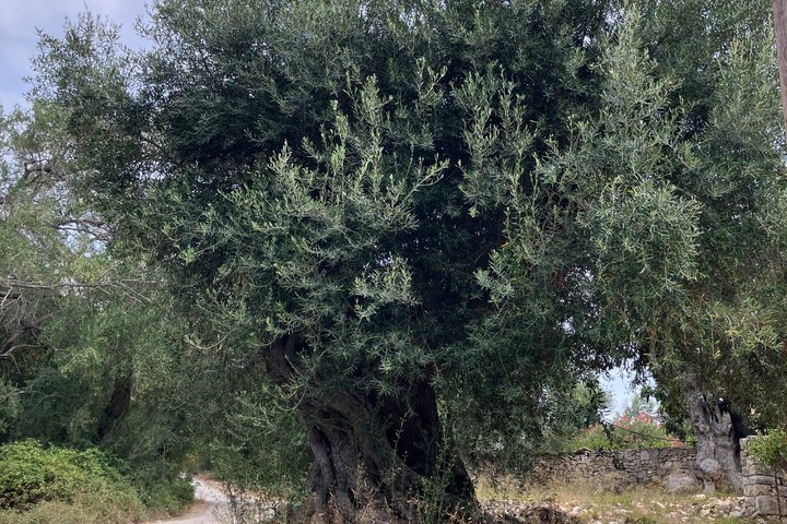 Olive Oil Tasting Under the Trees Paxos Island Greece