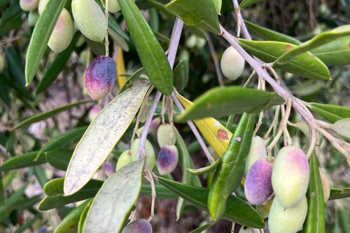 Olive Oil Tasting Under the Trees Paxos Island Greece