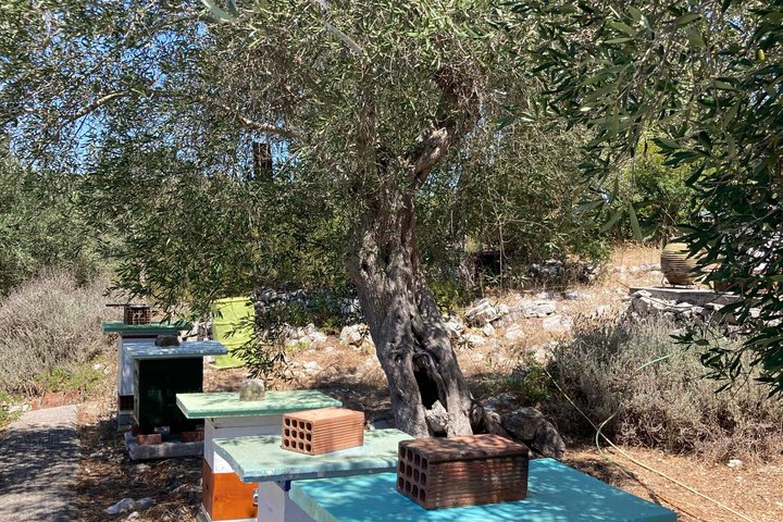 Olive Oil Tasting Under the Trees Paxos Island Greece