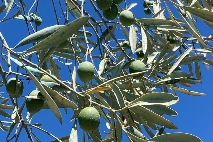 Olive Oil Tasting Under the Trees Paxos Island Greece