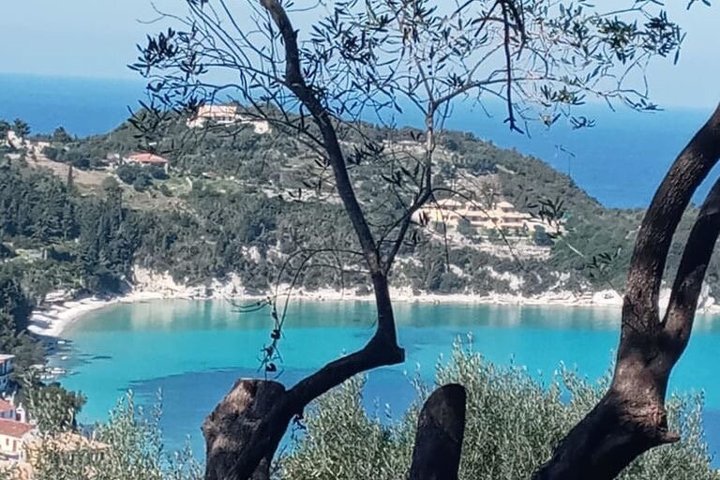 Olive Oil Tasting Under the Trees Paxos Island Greece