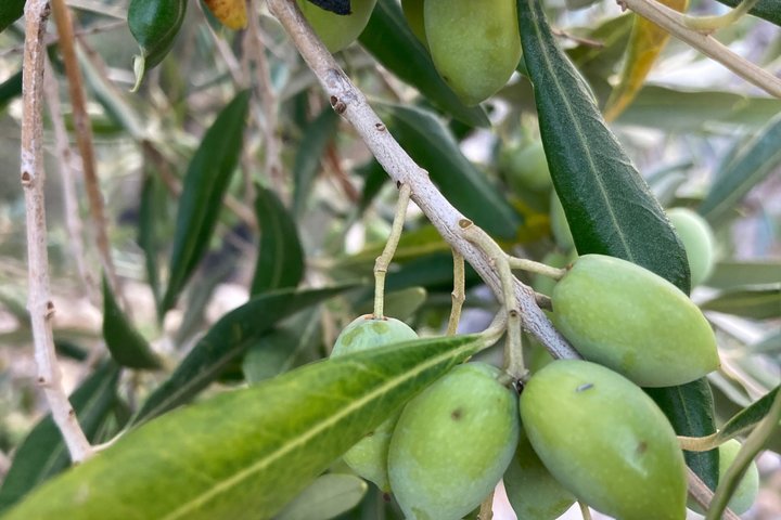 Olive Oil Tasting Under the Trees Paxos Island Greece