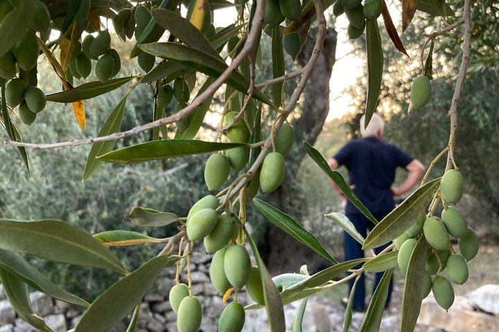 Olive Oil Tasting Under the Trees Paxos Island Greece