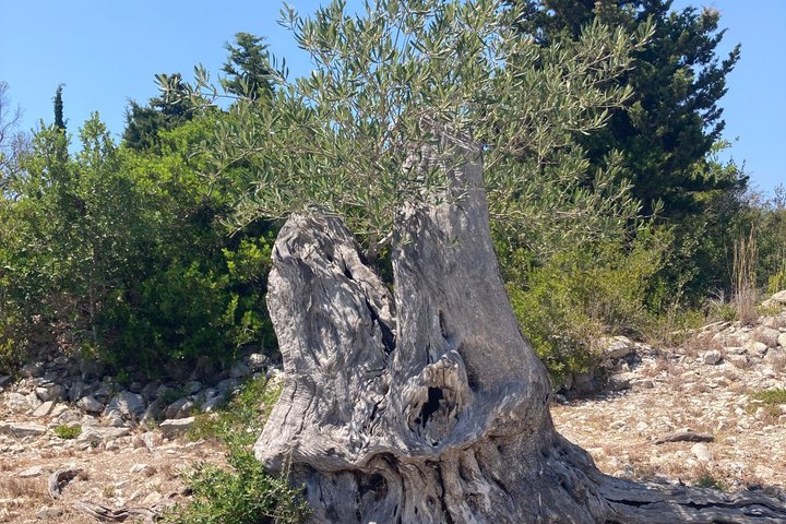 Olive Oil Tasting Under the Trees Paxos Island Greece