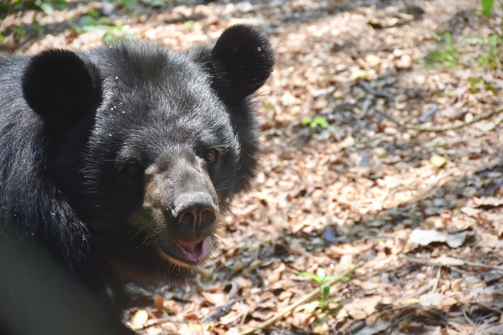 Hua Hin Wildlife Rescue Centre & Elephant Refuge Day Trip