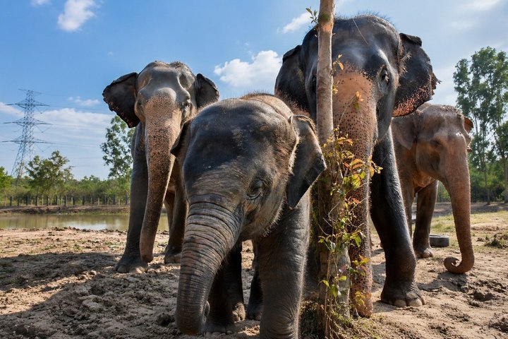 Hua Hin Wildlife Rescue Centre & Elephant Refuge Day Trip