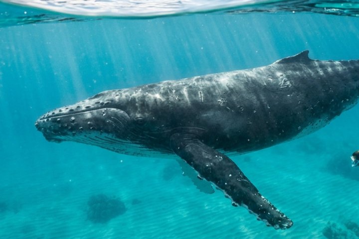 Swim With the Whales