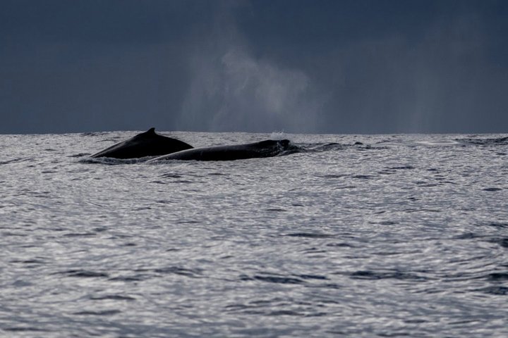 Swim With the Whales