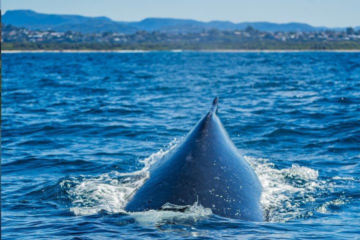 Swim With the Whales