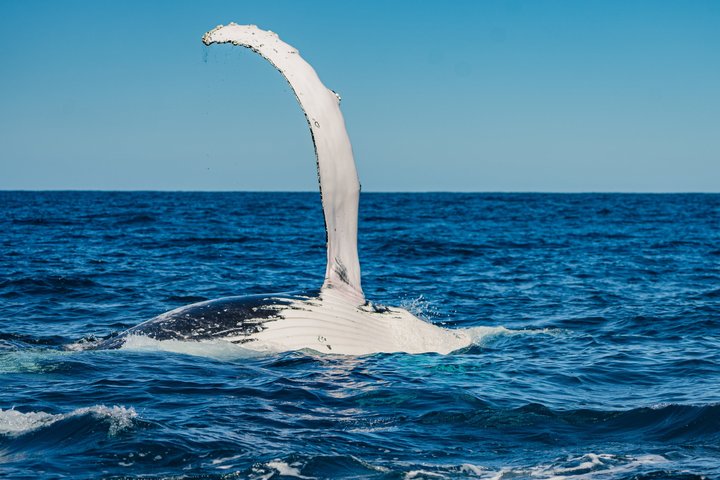 Swim With the Whales