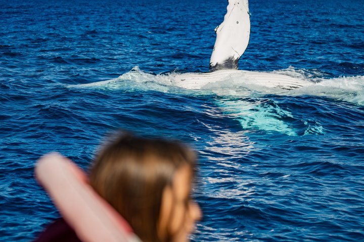 Swim With the Whales