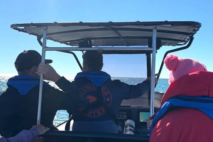 Swim With the Whales