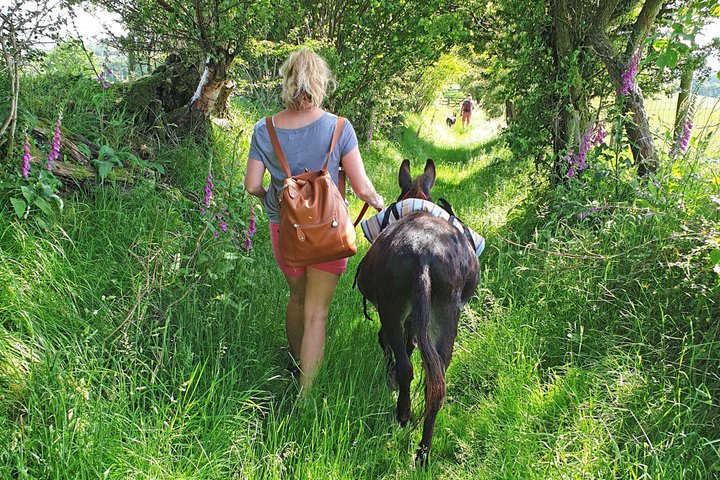 Scenic walks with mini donkeys in the beautiful Brecon Beacons
