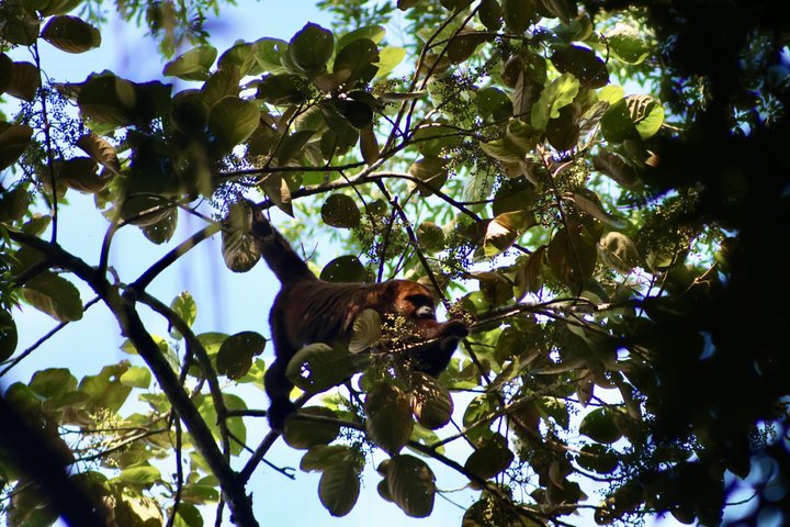Rio: Tijuca Rainforest Hike, Wildlife, Waterfalls & Caves