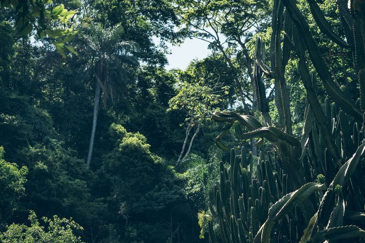 Rio: Tijuca Rainforest Hike, Wildlife, Waterfalls & Caves