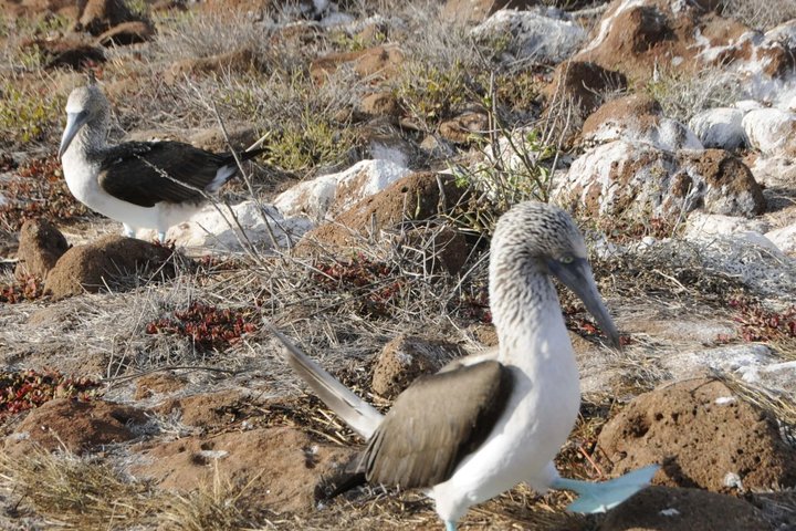 Day Land Tour to North Seymour Island in Galapagos