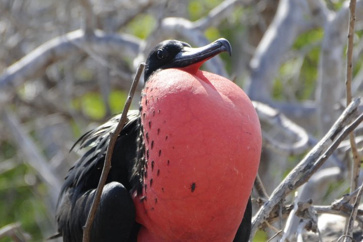 Day Land Tour to North Seymour Island in Galapagos