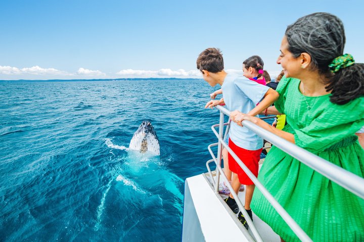 Hervey Bay Whale Watching Cruise
