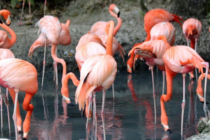 Cartagena's Rosario Islands 5-Site Boat Tour with Lunch & Snorkel