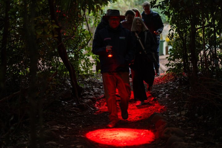 Evening Rainforest & Glow Worm Tour from Gold Coast