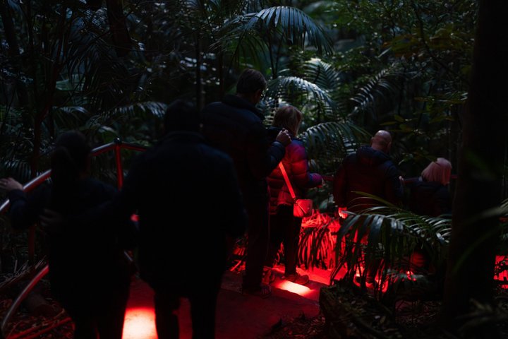 Evening Rainforest & Glow Worm Tour from Gold Coast