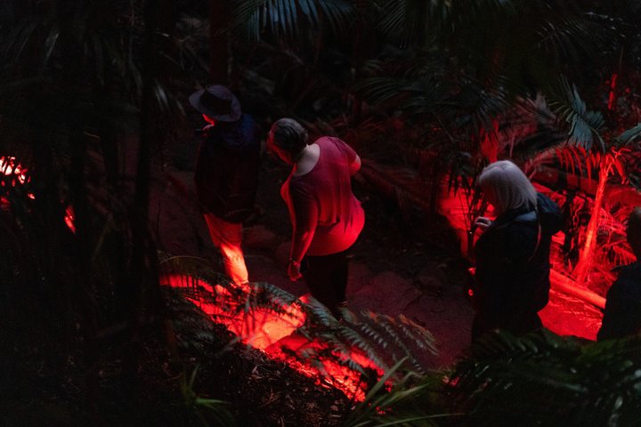 Evening Rainforest & Glow Worm Tour from Gold Coast