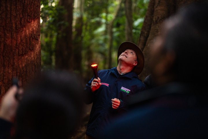Evening Rainforest & Glow Worm Tour from Gold Coast