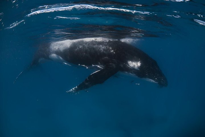 Swim with Humpback Whales Adventure