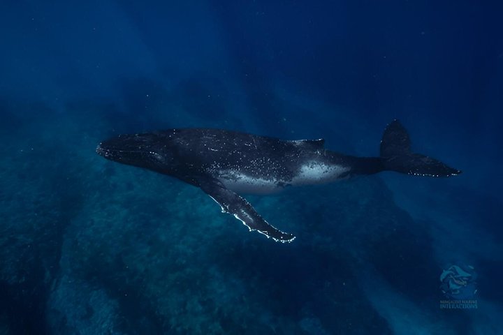 Swim with Humpback Whales Adventure